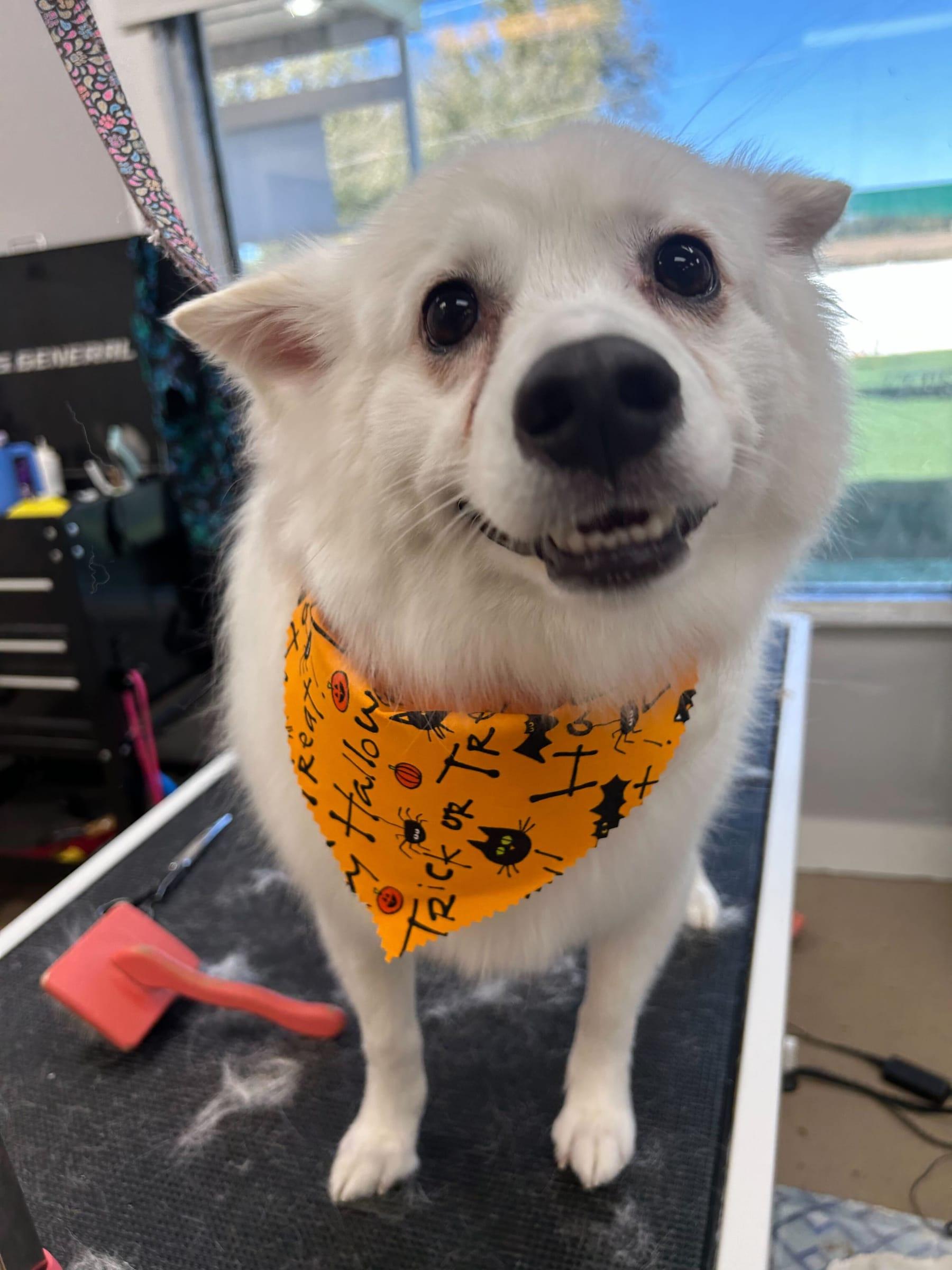 Charming American Eskimo trusting our breed-specific styling for DeForest area pets at River Paws