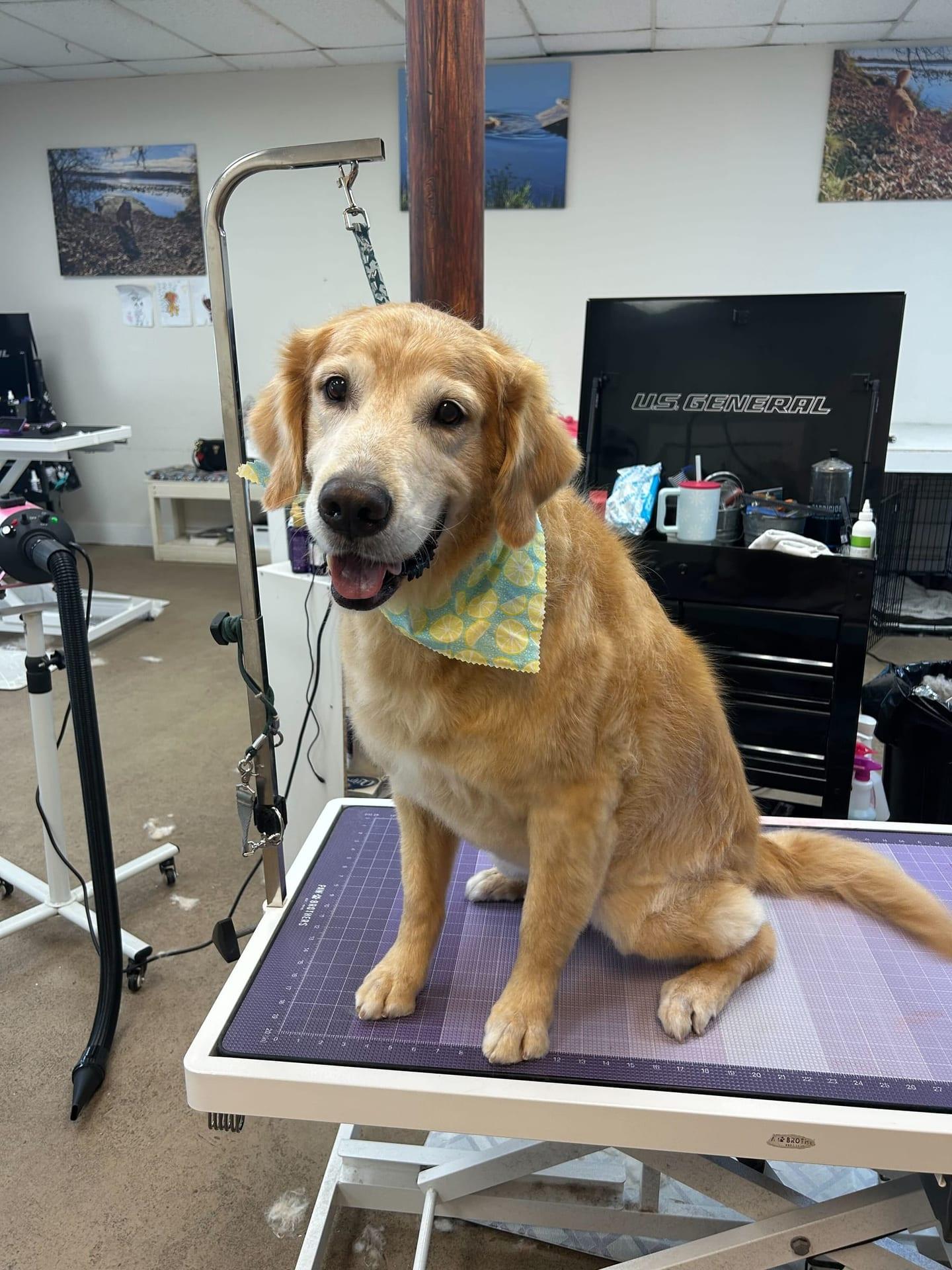 A happy Golden Retriever after dog grooming at River Paws, serving Middleton, WI.
