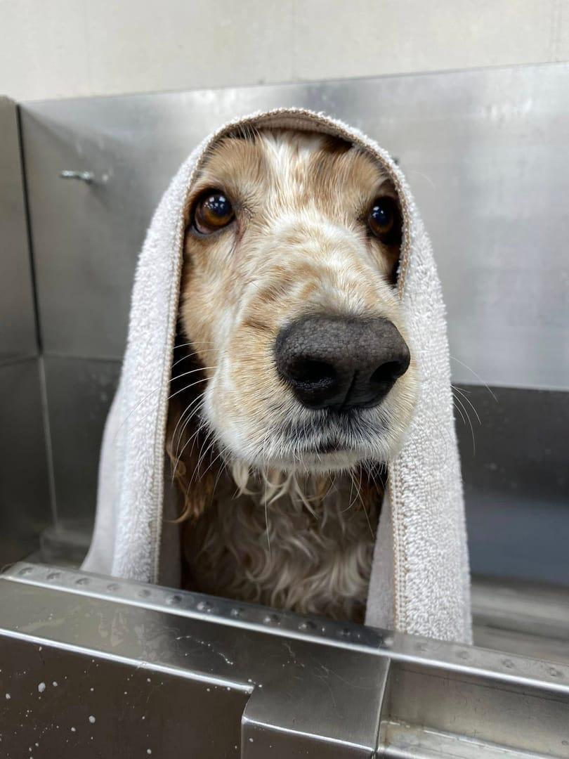 A pampered Spaniel dog fresh from a bath, wrapped in a towel in a grooming tub, receiving gentle care from River Paws in Waunakee, WI.