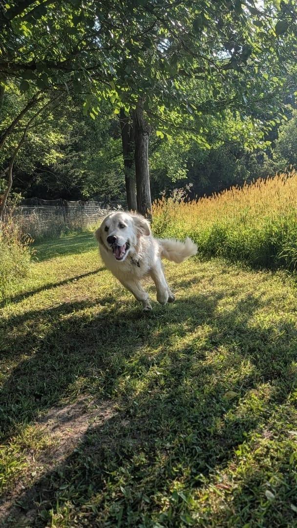 Joyful golden retriever on trail