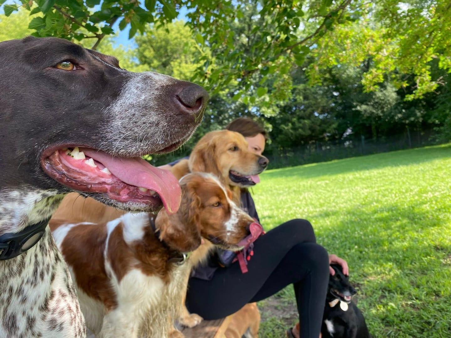 Content mixed pack experiencing natural enrichment for Madison area dogs at Waunakee's premier adventure park
