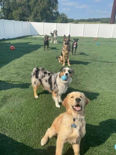 Puppy play group socialization at River Paws dog daycare service in Waunakee, Wisconsin