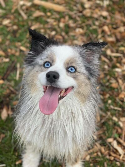 A happy dog that needs a bath