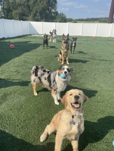 Dog Daycare near Middleton