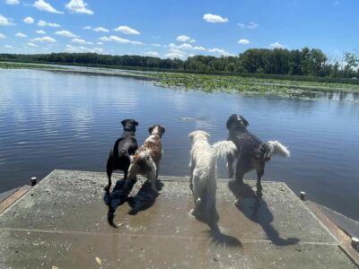 Daycare dogs dock diving to go for a swim