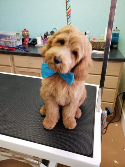 A dog getting a Haircut from a dog groomer