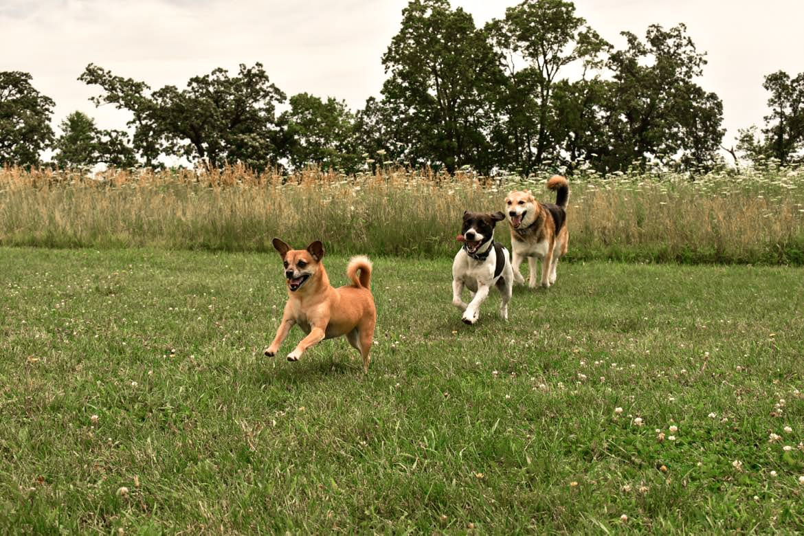 Doggy Daycare Near Madison