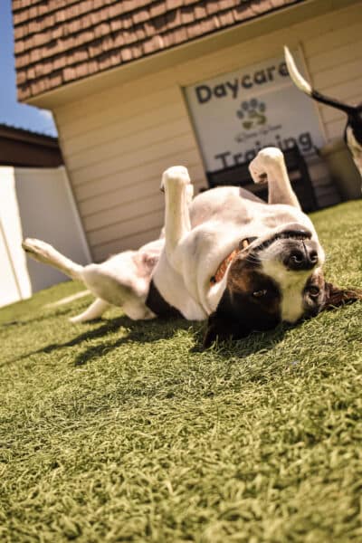 a daycare dog enjoying the play yard in the sun