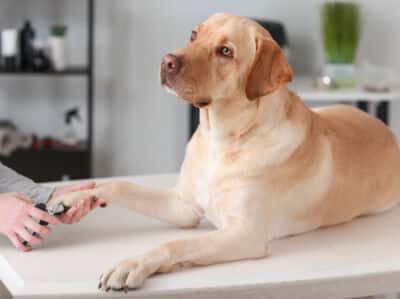 Dog getting a nail trim