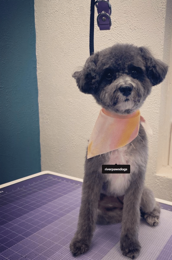 a puppy being groomed by River Paws groomers